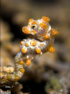A yellow bargibanti not too shy..
(nikon 105Vr + 2Xconve... by Sven Tramaux 
